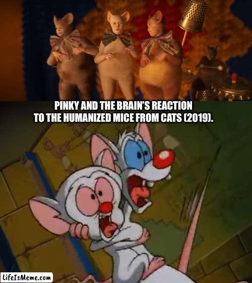 Mice the Movie Musical? | PINKY AND THE BRAIN’S REACTION TO THE HUMANIZED MICE FROM CATS (2019). | image tagged in cats,pinky and the brain,musicals,memes | made w/ Lifeismeme meme maker