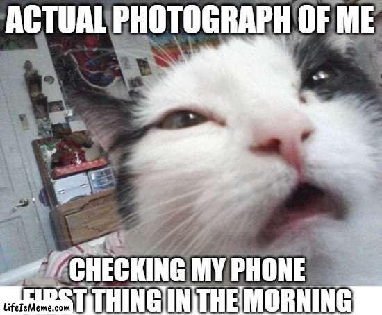 Not A Morning Cat | ACTUAL PHOTOGRAPH OF ME; CHECKING MY PHONE FIRST THING IN THE MORNING | image tagged in cat,photograph,morning | made w/ Lifeismeme meme maker