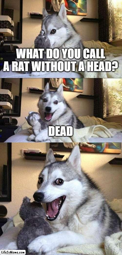 joke #6 because im dead inside | WHAT DO YOU CALL A RAT WITHOUT A HEAD? DEAD | image tagged in memes,bad pun dog,why,jokes,ur mom | made w/ Lifeismeme meme maker