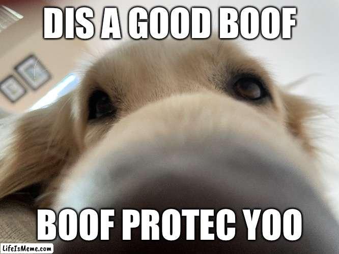 Boof da Snoof | DIS A GOOD BOOF; BOOF PROTEC YOO | image tagged in doggo | made w/ Lifeismeme meme maker