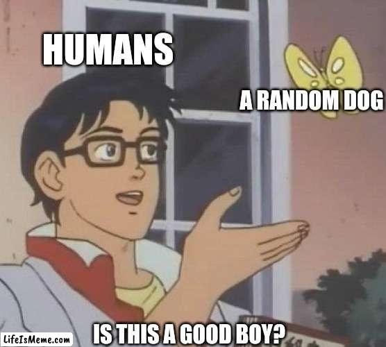 Is he a good boy or girl? May we never know. | HUMANS; A RANDOM DOG; IS THIS A GOOD BOY? | image tagged in memes,is this a pigeon | made w/ Lifeismeme meme maker