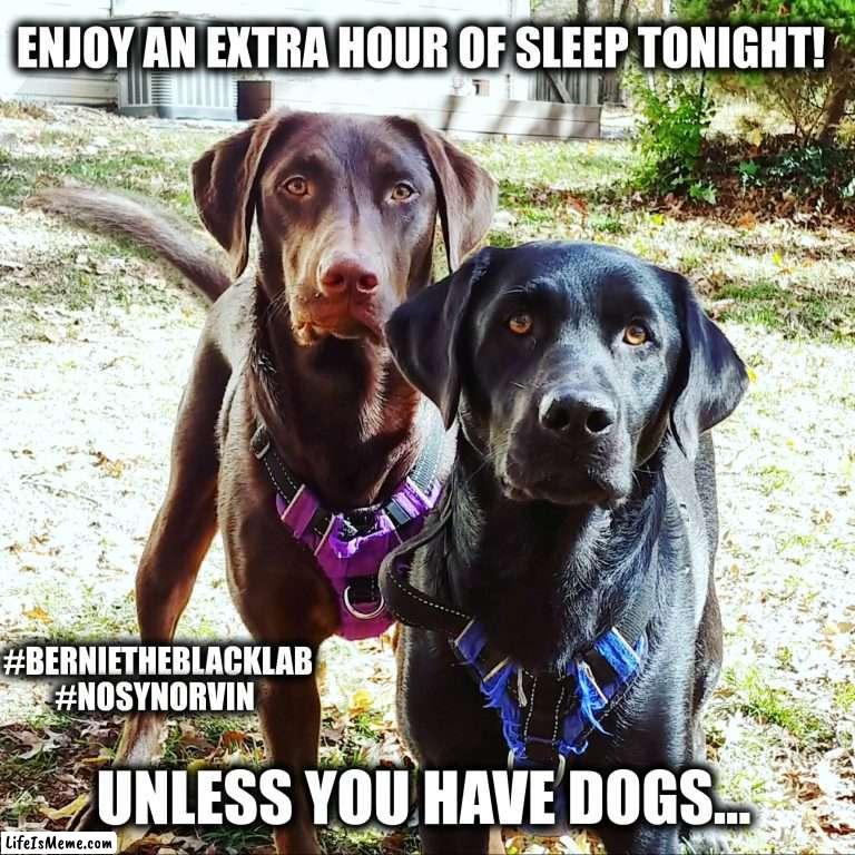 Daylight Savings | ENJOY AN EXTRA HOUR OF SLEEP TONIGHT! #BERNIETHEBLACKLAB
#NOSYNORVIN; UNLESS YOU HAVE DOGS... | image tagged in dogs,daylight savings time,fall back,time change,funny,memes | made w/ Lifeismeme meme maker