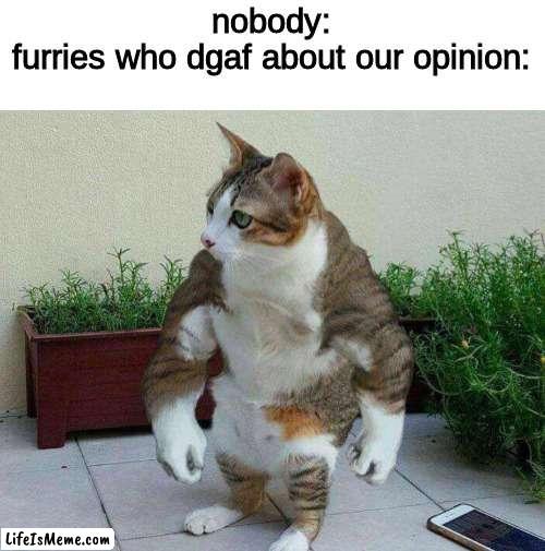 Buff cat | nobody:
furries who dgaf about our opinion: | image tagged in buff cat,funny memes,funny | made w/ Lifeismeme meme maker