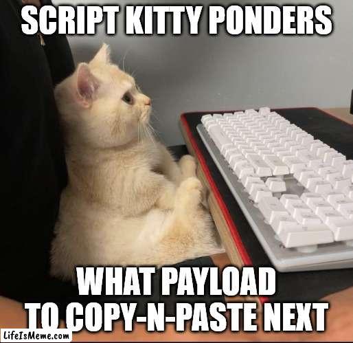 Getting ready to steal some scratch | SCRIPT KITTY PONDERS; WHAT PAYLOAD TO COPY-N-PASTE NEXT | image tagged in cat,computer | made w/ Lifeismeme meme maker