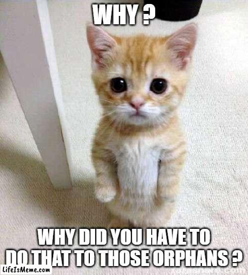 cute :) | WHY ? WHY DID YOU HAVE TO DO THAT TO THOSE ORPHANS ? | image tagged in memes,cute cat | made w/ Lifeismeme meme maker