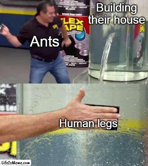 We Used To Do It When We Were Kids | Building their house; Ants; Human legs | image tagged in flex tape | made w/ Lifeismeme meme maker