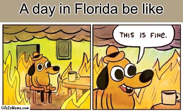 Florida and Australia in a nutshell | A day in Florida be like | image tagged in memes,this is fine | made w/ Lifeismeme meme maker