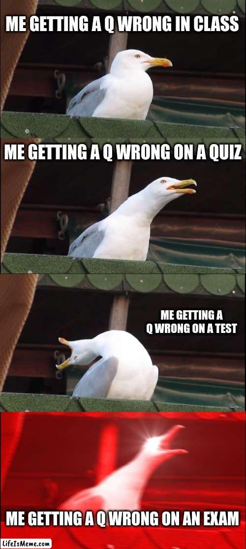 I hate this because its infuriating | ME GETTING A Q WRONG IN CLASS; ME GETTING A Q WRONG ON A QUIZ; ME GETTING A Q WRONG ON A TEST; ME GETTING A Q WRONG ON AN EXAM | image tagged in memes,inhaling seagull | made w/ Lifeismeme meme maker