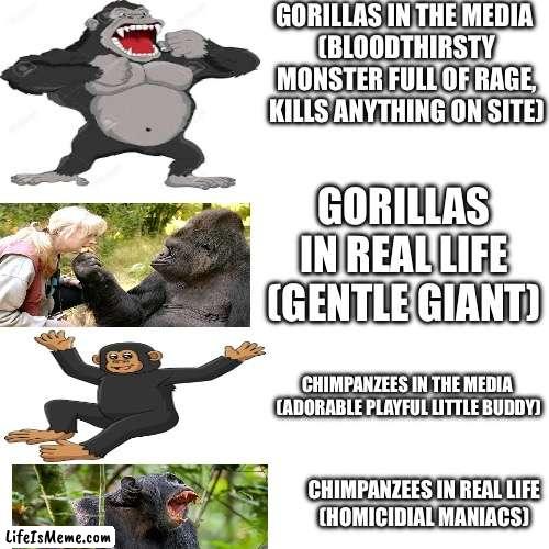 Gorillas vs chimps ?? | GORILLAS IN THE MEDIA 
(BLOODTHIRSTY MONSTER FULL OF RAGE, KILLS ANYTHING ON SITE); GORILLAS IN REAL LIFE
(GENTLE GIANT); CHIMPANZEES IN THE MEDIA 
(ADORABLE PLAYFUL LITTLE BUDDY); CHIMPANZEES IN REAL LIFE
(HOMICIDIAL MANIACS) | image tagged in memes,blank transparent square,funny,fun,chimpanzee,gorilla | made w/ Lifeismeme meme maker