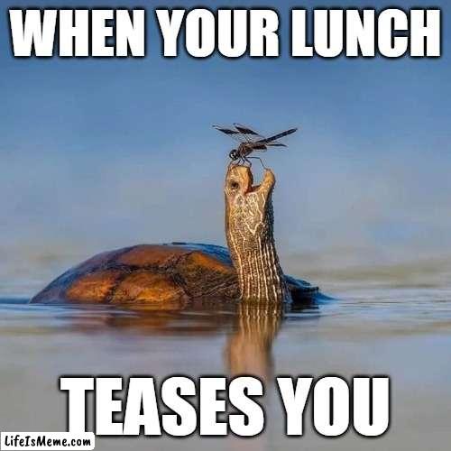 What Makes Me Hangry | WHEN YOUR LUNCH; TEASES YOU | image tagged in vince vance,food,turtles,dragonfly,tease,memes | made w/ Lifeismeme meme maker