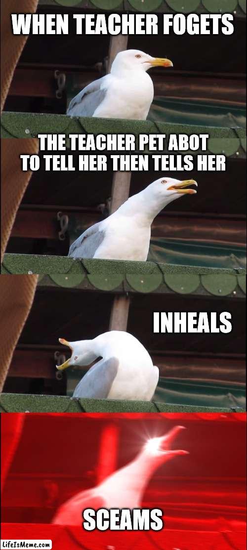 bo is the best | WHEN TEACHER FOGETS; THE TEACHER PET ABOT TO TELL HER THEN TELLS HER; INHEALS; SCEAMS | image tagged in memes,inhaling seagull | made w/ Lifeismeme meme maker