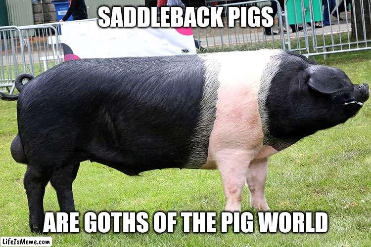 Goth pig | SADDLEBACK PIGS; ARE GOTHS OF THE PIG WORLD | image tagged in saddleback pig,memes,goth memes | made w/ Lifeismeme meme maker