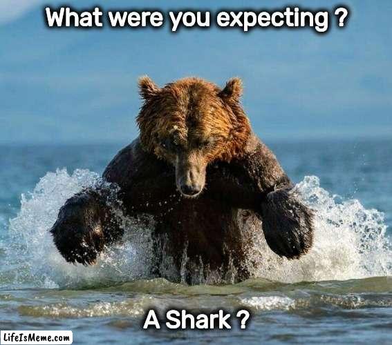 A Surprise from Nature | What were you expecting ? A Shark ? | image tagged in run,swim,how about no bear,switch,fool me once | made w/ Lifeismeme meme maker