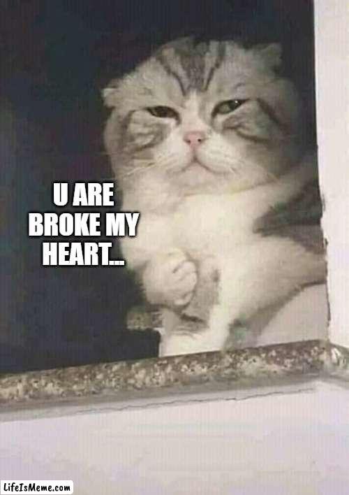 iam hurt | U ARE BROKE MY HEART... | image tagged in cute cat,funny cat memes,hurt feelings | made w/ Lifeismeme meme maker