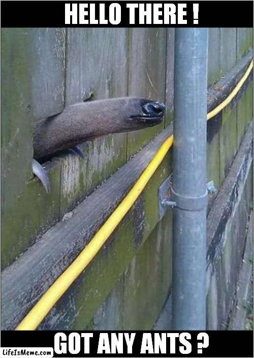 A Nosy Anteater ! | HELLO THERE ! GOT ANY ANTS ? | image tagged in fun,anteater,hello there,ants | made w/ Lifeismeme meme maker