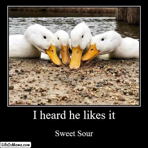 just some ducks like you and me | image tagged in funny,demotivationals | made w/ Lifeismeme demotivational maker