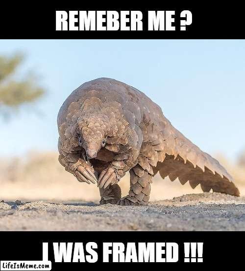 Conspiracy Theory | REMEBER ME ? I WAS FRAMED !!! | image tagged in conspiracy theory,illuminati confirmed,covid-19,corona virus,funny | made w/ Lifeismeme meme maker