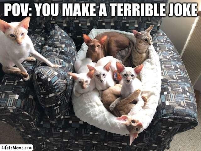 POV: You make a terrible joke | POV: YOU MAKE A TERRIBLE JOKE | image tagged in cats,kittens,cat,kitten,pov,terrible joke | made w/ Lifeismeme meme maker