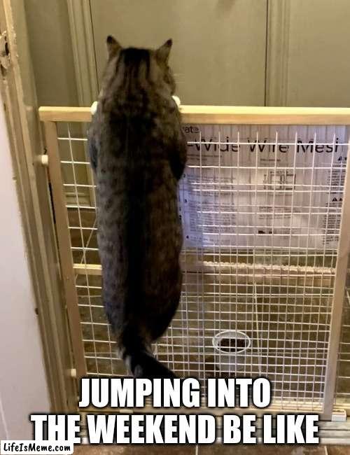 Jumping into the weekend be like | JUMPING INTO THE WEEKEND BE LIKE | image tagged in weekend,cat,funny,meme | made w/ Lifeismeme meme maker