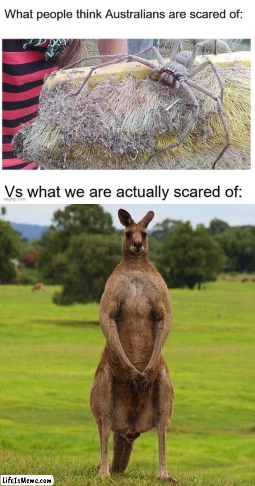 Australia mate! | image tagged in australia,spiders,kangaroos,vs,scary,funny | made w/ Lifeismeme meme maker