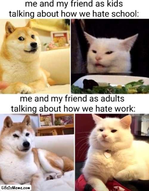 The opinion never changes | image tagged in cheems,cat | made w/ Lifeismeme meme maker