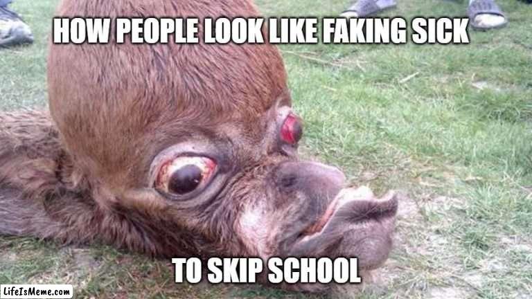 how people look like faking sick | HOW PEOPLE LOOK LIKE FAKING SICK; TO SKIP SCHOOL | image tagged in monke,monkey,donkey,sick humor,sick,viral meme | made w/ Lifeismeme meme maker