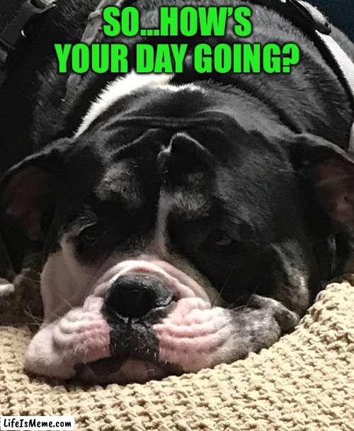 Sleepy Coda | SO…HOW’S YOUR DAY GOING? | image tagged in sleep,i hate mondays,bad day,having a bad day,hello | made w/ Lifeismeme meme maker