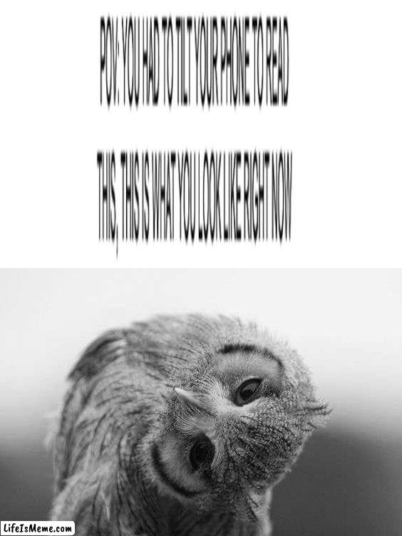 This took longer to make than I expected it to, tilt your phone screen upside down and look from the charging port | image tagged in owl with head tilted to the side,memes,funny,text,difficult,hmmm | made w/ Lifeismeme meme maker