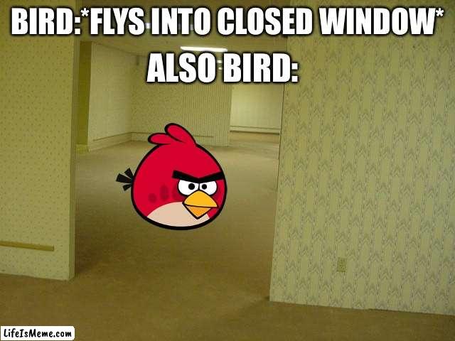 BIRDY | ALSO BIRD:; BIRD:*FLYS INTO CLOSED WINDOW* | image tagged in the backrooms,angry burd | made w/ Lifeismeme meme maker