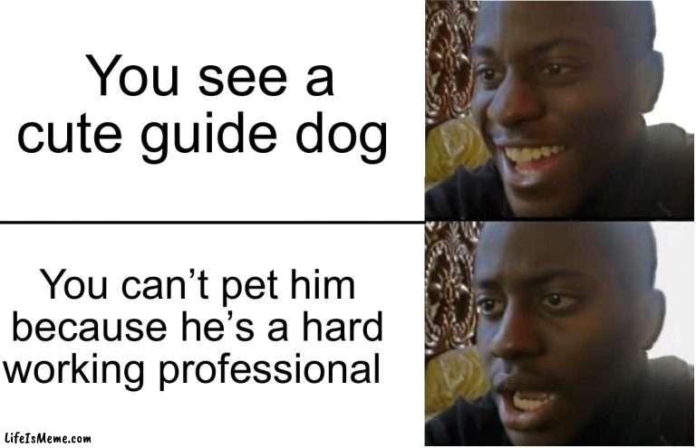 Zad :( | You see a cute guide dog; You can’t pet him because he’s a hard working professional | image tagged in disappointed black guy,memes,funny,sad,relatable memes,dogs | made w/ Lifeismeme meme maker