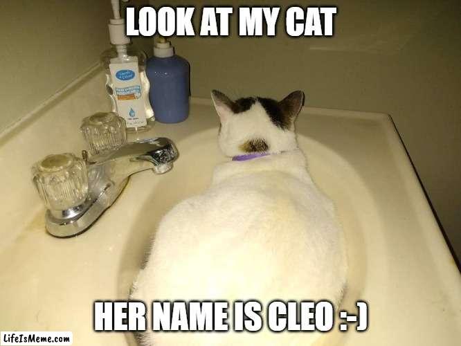 my cat :) | LOOK AT MY CAT; HER NAME IS CLEO :-) | image tagged in lol | made w/ Lifeismeme meme maker