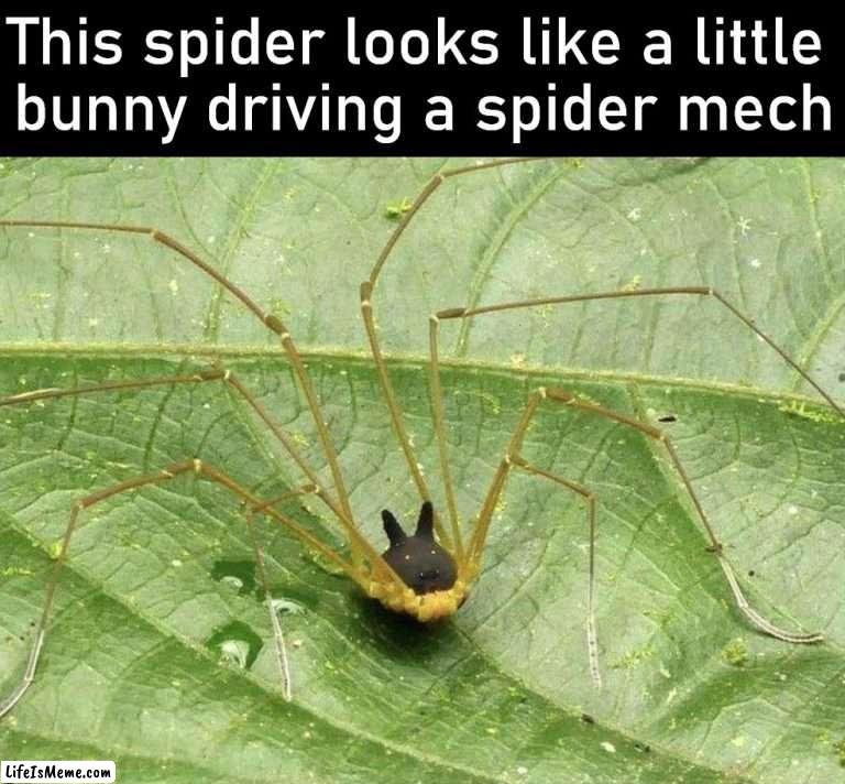 It is called a Bunny Harvestman Spider | This spider looks like a little 
bunny driving a spider mech | image tagged in totally looks like,spider,so cool,awesome | made w/ Lifeismeme meme maker