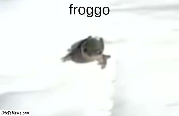 froggo | froggo | image tagged in frog,frogs,frog week | made w/ Lifeismeme meme maker