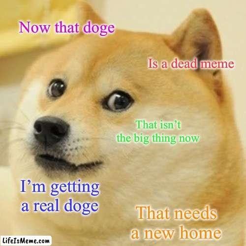 Seriously. | Now that doge; Is a dead meme; That isn’t the big thing now; I’m getting a real doge; That needs a new home | image tagged in memes,doge,true story bro,dogs,doggo,real life | made w/ Lifeismeme meme maker
