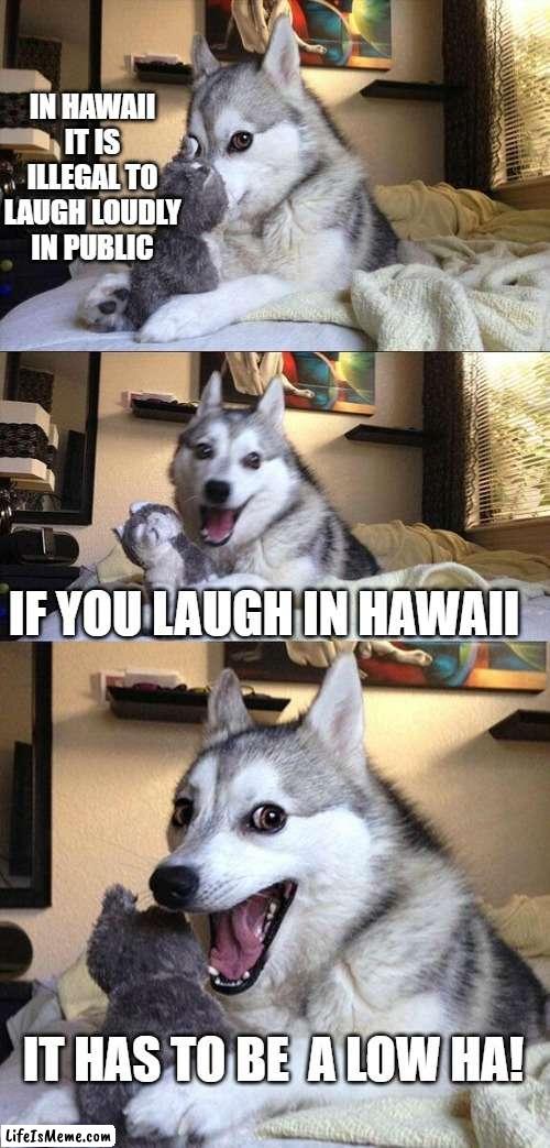 aloha | IN HAWAII IT IS ILLEGAL TO LAUGH LOUDLY IN PUBLIC; IF YOU LAUGH IN HAWAII; IT HAS TO BE  A LOW HA! | image tagged in memes,bad pun dog | made w/ Lifeismeme meme maker