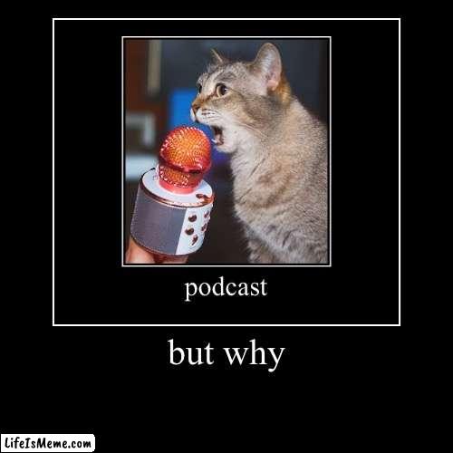 The podcast cate | image tagged in funny,demotivationals,cat | made w/ Lifeismeme demotivational maker