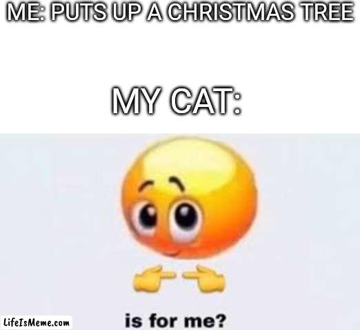 OH NO NOT THIS YEAR! *places a box | ME: PUTS UP A CHRISTMAS TREE; MY CAT: | image tagged in blank white template,is for me | made w/ Lifeismeme meme maker