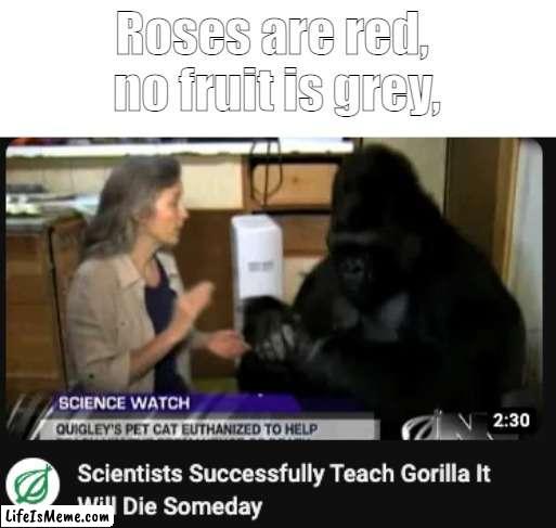Poor gorilla :-( | Roses are red, 
no fruit is grey, | image tagged in gorrilla,monkey,memes,monkey puppet,monke,bill nye the science guy | made w/ Lifeismeme meme maker