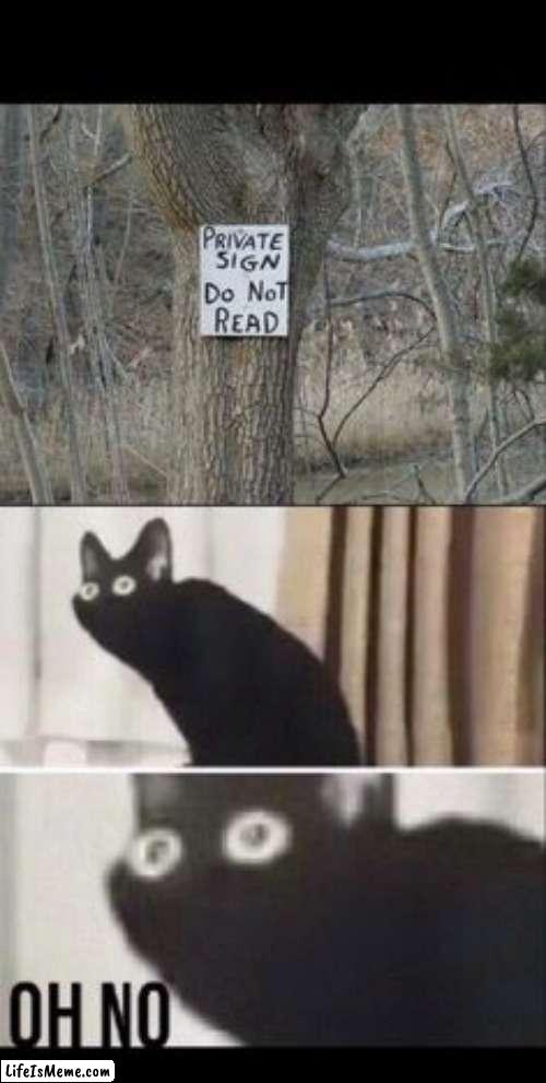 Oh no.. | image tagged in funny,front page,memes,cats | made w/ Lifeismeme meme maker