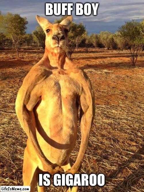Gigaroo | BUFF BOY; IS GIGAROO | image tagged in buff kangaroo,gigachad,buff,kangaroo | made w/ Lifeismeme meme maker