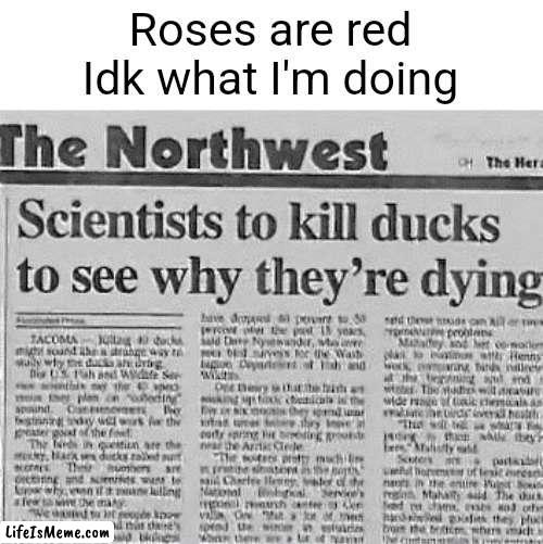 bro wth | Roses are red
Idk what I'm doing | image tagged in memes,funny,news,news headlines,roses are red,violets are blue | made w/ Lifeismeme meme maker