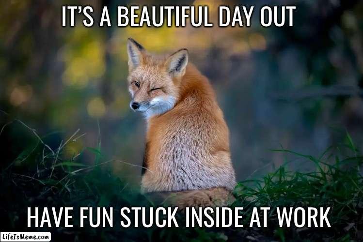 What animals must think on Mondays | IT’S A BEAUTIFUL DAY OUT; HAVE FUN STUCK INSIDE AT WORK | image tagged in funny,animals,funny memes | made w/ Lifeismeme meme maker