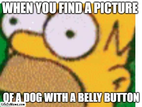 What belly button!?! | WHEN YOU FIND A PICTURE; OF A DOG WITH A BELLY BUTTON | image tagged in homer simpson,dog,belly button | made w/ Lifeismeme meme maker