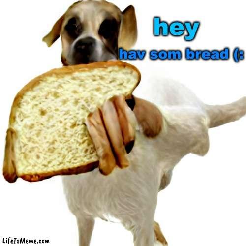 Accept this charming man's offer? | hey; hav som bread (: | image tagged in bread,dogs,food,cute,gaming | made w/ Lifeismeme meme maker