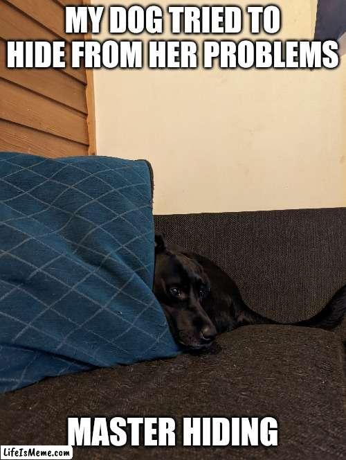 Ah the hiding dog | MY DOG TRIED TO HIDE FROM HER PROBLEMS; MASTER HIDING | image tagged in memes,dog | made w/ Lifeismeme meme maker