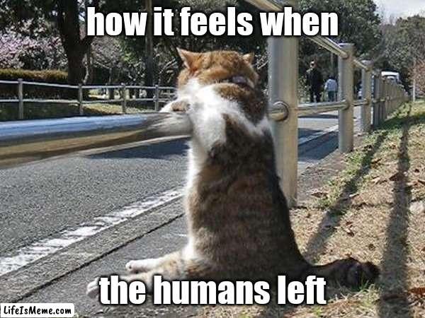 it just wants attention | how it feels when; the humans left | image tagged in sad cat,cat,fence | made w/ Lifeismeme meme maker