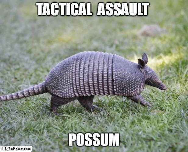 S.ayW.hA.T.? | TACTICAL  ASSAULT; POSSUM | image tagged in oh wow are you actually reading these tags | made w/ Lifeismeme meme maker
