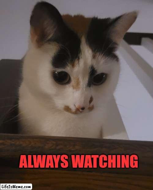 Watching and Waiting | ALWAYS WATCHING | image tagged in watching,spying,looking | made w/ Lifeismeme meme maker