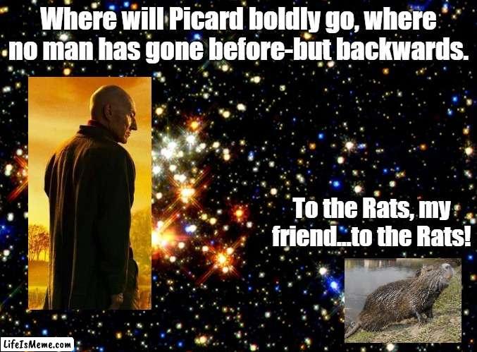 Where no man has gone before | Where will Picard boldly go, where no man has gone before-but backwards. To the Rats, my friend...to the Rats! | image tagged in picard,pun,rats,stars | made w/ Lifeismeme meme maker