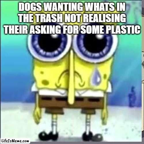 Not funneh. | DOGS WANTING WHATS IN THE TRASH NOT REALISING THEIR ASKING FOR SOME PLASTIC | image tagged in spongebob,sad | made w/ Lifeismeme meme maker